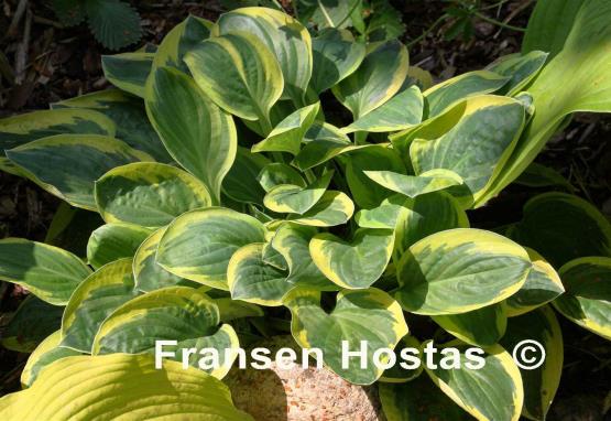 Hosta Frosted Frolic